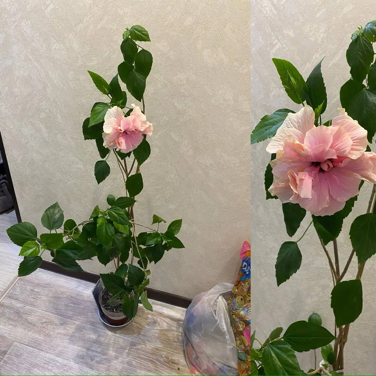 Гибискус с бутонами высотой 1 метр - Растения (Хобби и отдых) в Кемерово