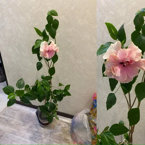 Гибискус с бутонами высотой 1 метр - частное объявление в Кемерово