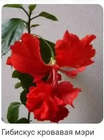 Растения и черенки в Кемерово - Растения (Хобби и отдых) в Кемерово