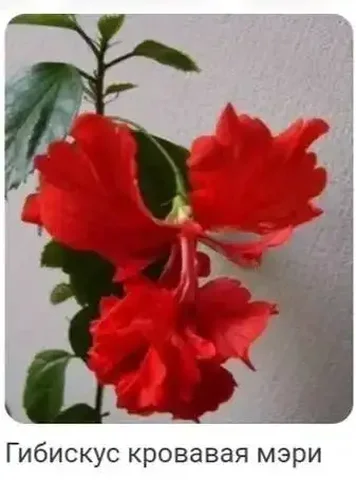 Растения и черенки в Кемерово - частное объявление в Кемерово