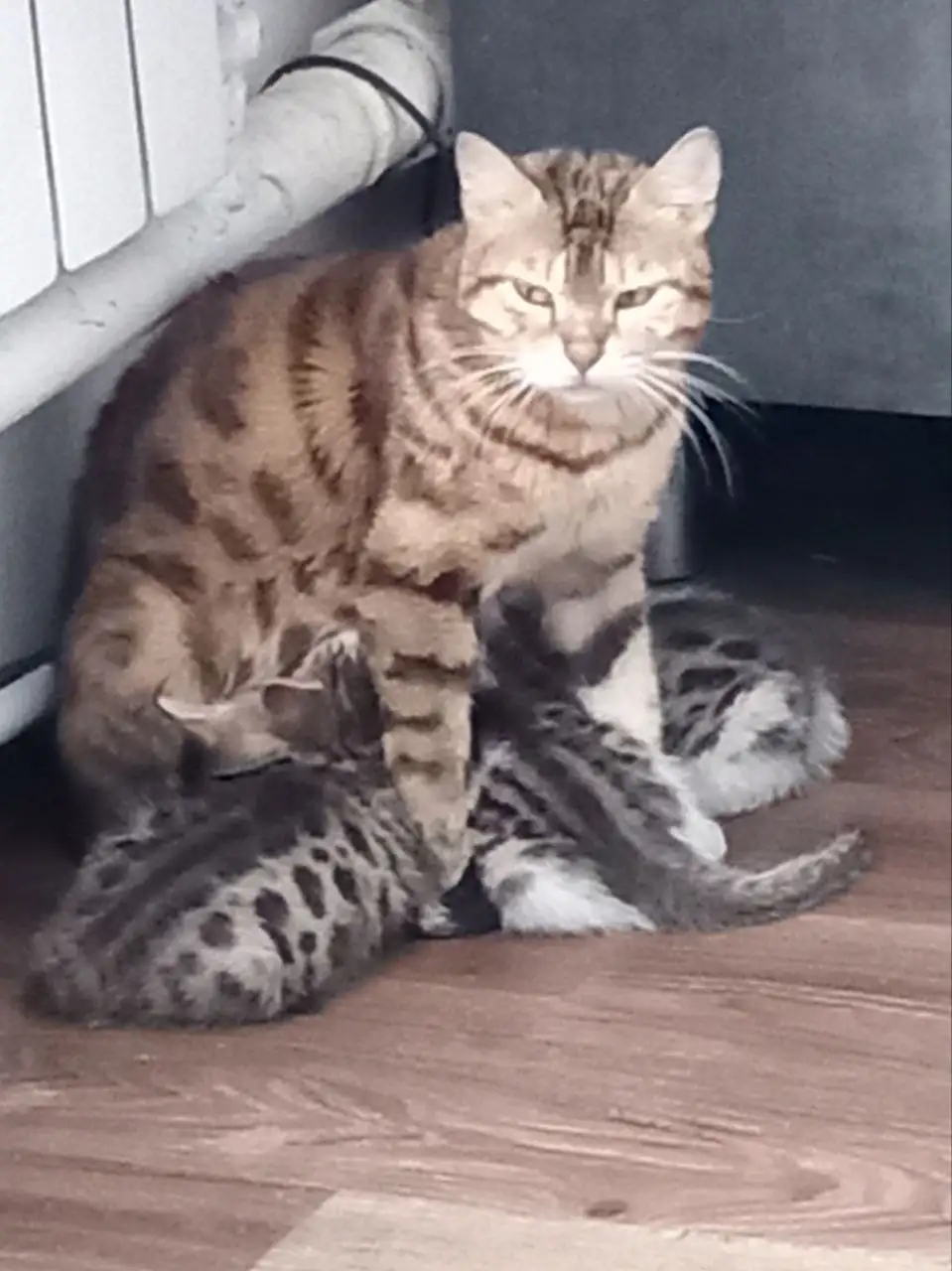 Котята от 14 февраля, самовывоз Гурьевск - Кошки/котята (Животные) в Гурьевск