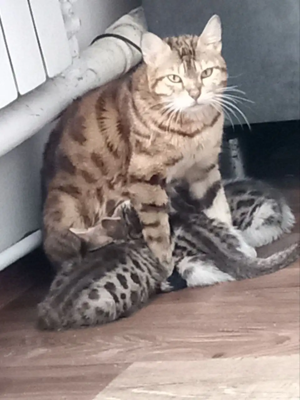 Котята от 14 февраля, самовывоз Гурьевск - Кошки/котята (Животные) в Гурьевск