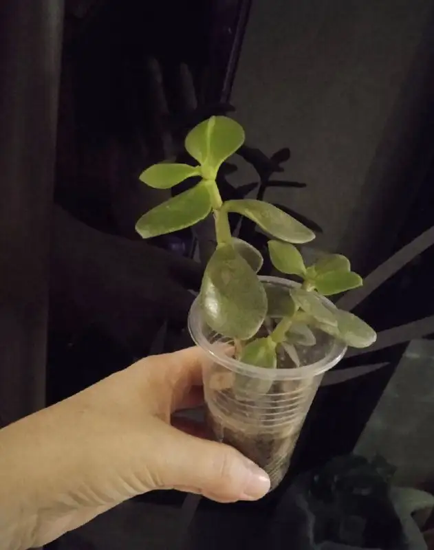 Толстянка (Денежное дерево) 100 и 200 рублей - Растения (Хобби и отдых) в Кемерово