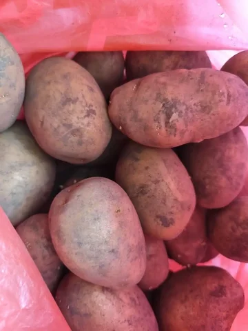 Продам домашний картофель - Разное в Кемерово