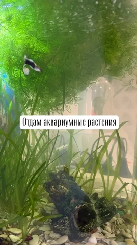 Ленина 70в - частное объявление в Кемерово
