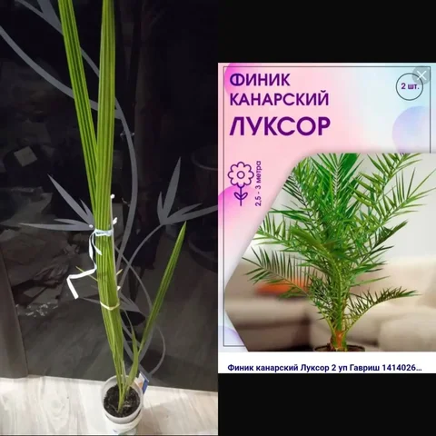 Пальма финик канарский - частное объявление в Кемерово