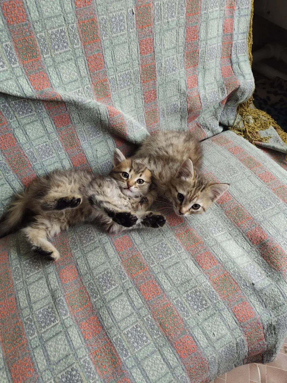 Продаются котята - Кошки (Животные) в Кемерово