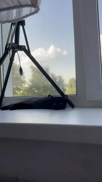 Отдам котят - Собаки в Кемерово