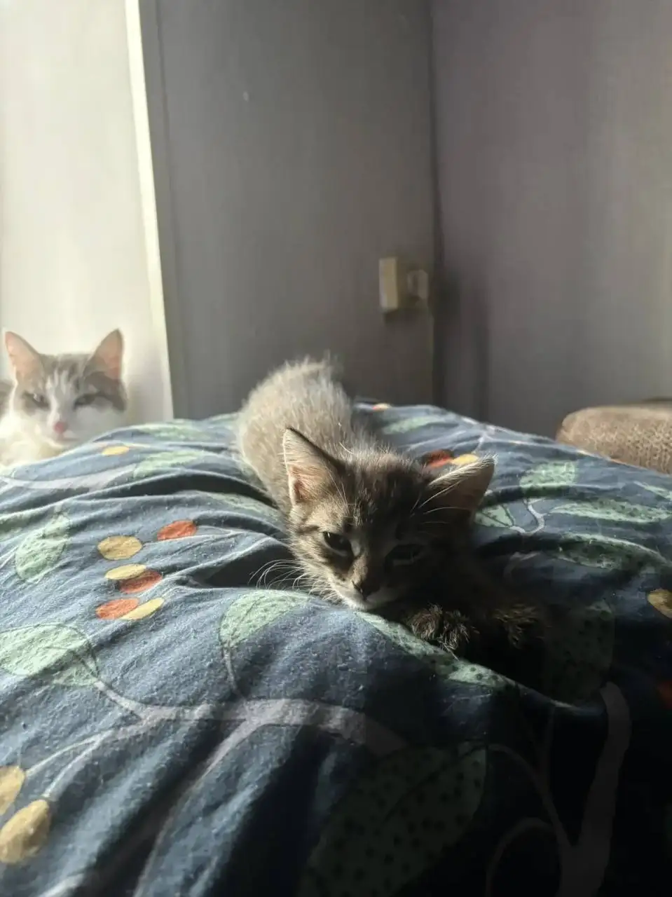 Отдам котят - Кошки (Животные) в Кемерово