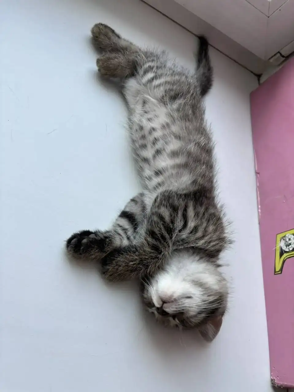 Отдам котят - Кошки (Животные) в Кемерово