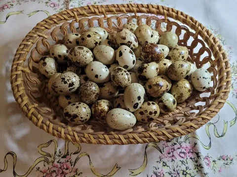 Перепелиные яйца свежие - Барахолка в Кемерово