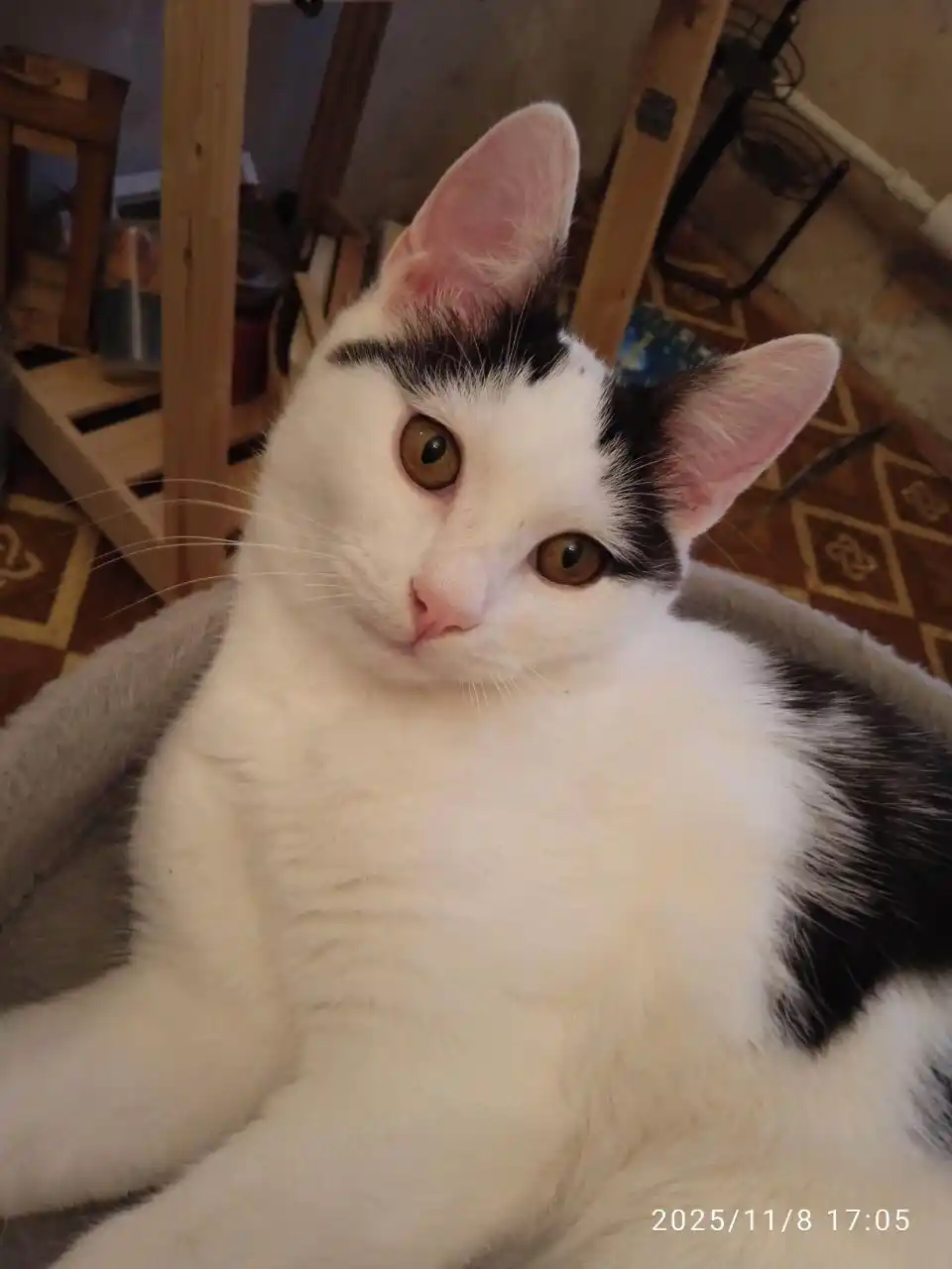 Отдаю в добрые руки мальчика 6 мес - Животные в Саратов