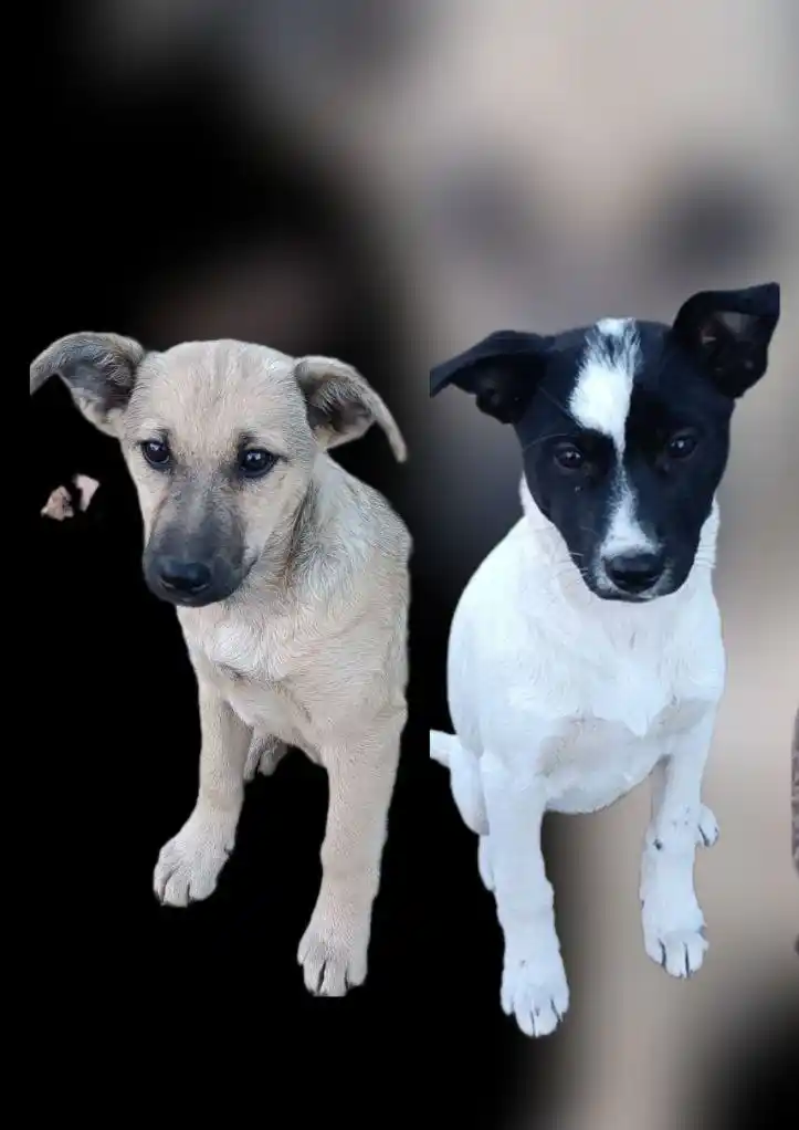 Отдам щенят в добрые руки - Животные в Саратов