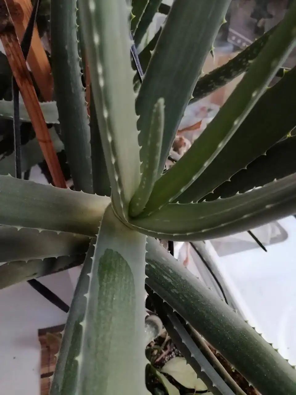 Алоэ Вера 8 лет