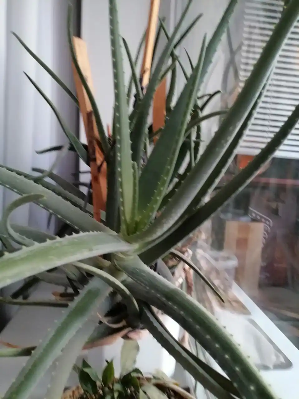 Алоэ Вера 8 лет