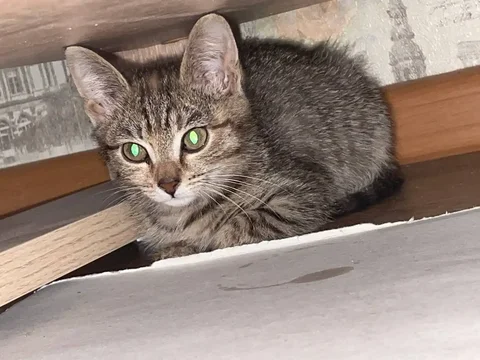 Отдам котёнка девочку - Животные в Саратов