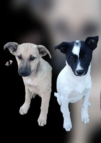 Отдам щенят в добрые руки - Животные в Саратов