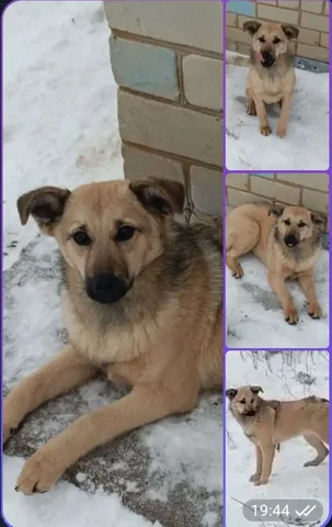 Щенок девочка в добрые руки - Животные в Саратов