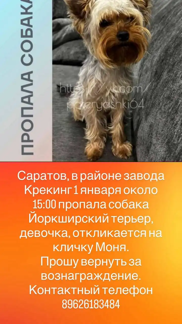 Пропала собачка по кличке Моня в районе Крекинга