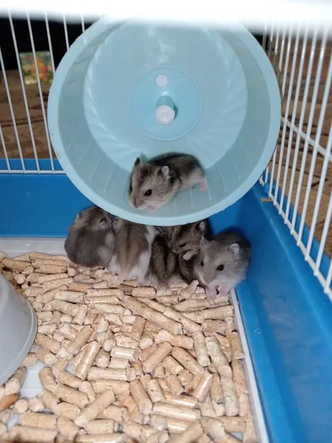 Хомяки джунгарики - Крупный рогатый скот в Саратов