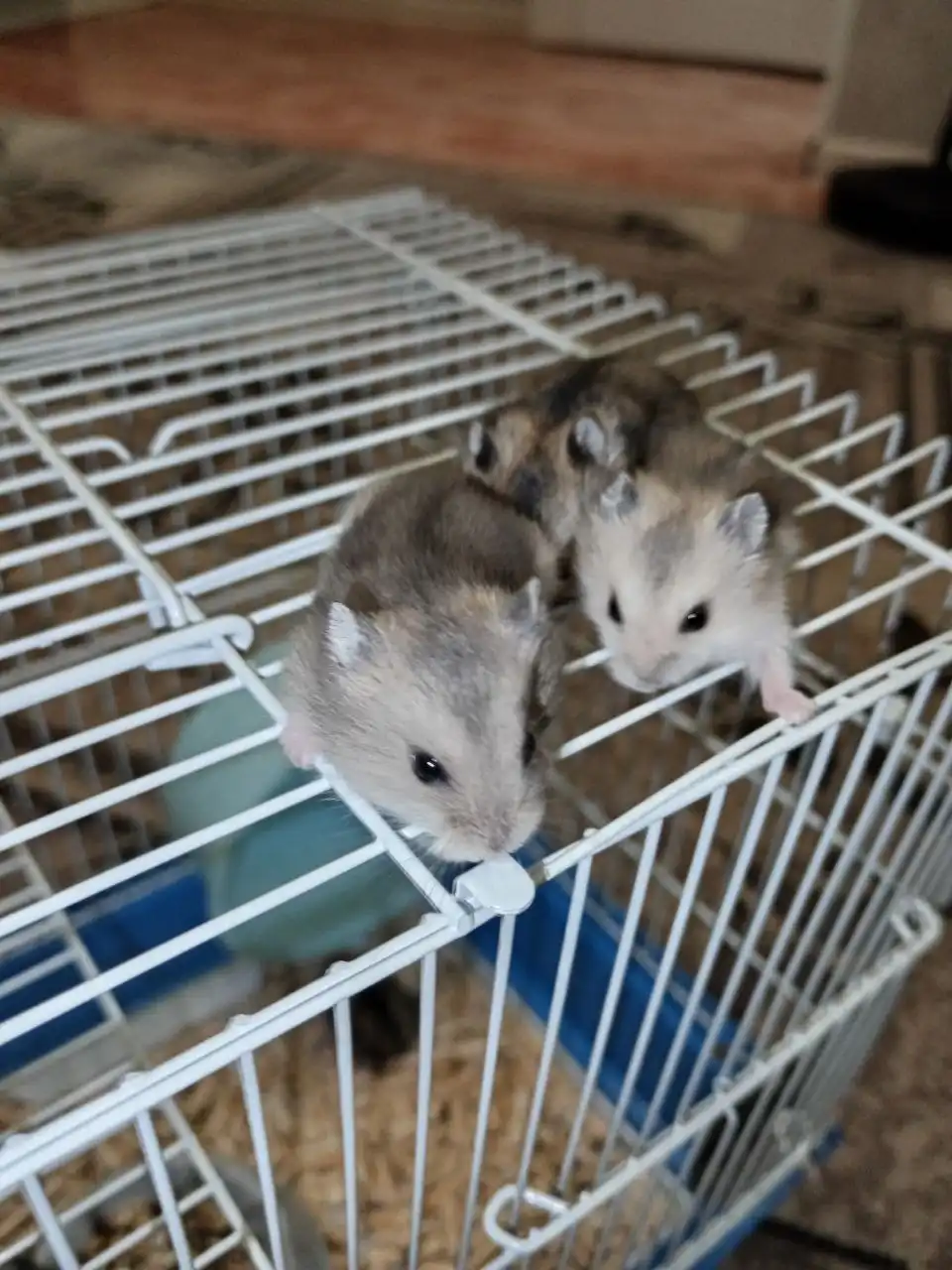 Хомяки джунгарики - Грызуны (Животные) в Саратов