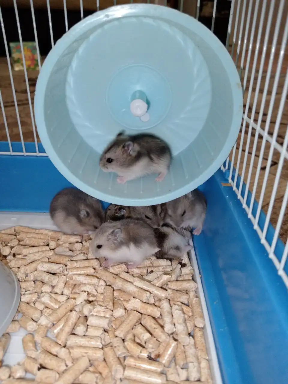 Хомяки джунгарики - Грызуны (Животные) в Саратов