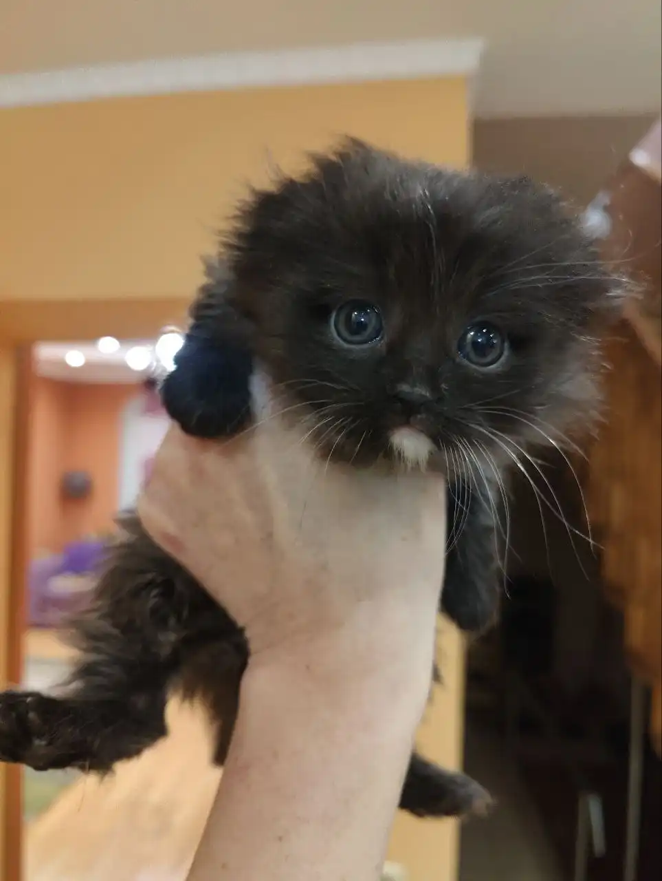 Отдам в добрые руки котенка шотландской вислоухой в Саратове - Кошки/Котята (Животные) в Саратов