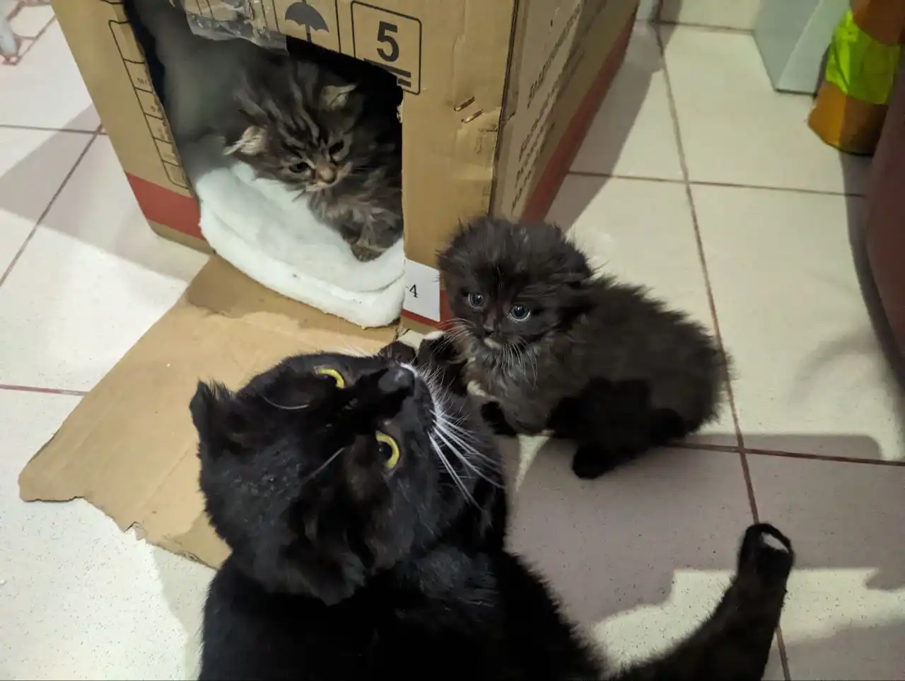 Отдам в добрые руки котенка шотландской вислоухой в Саратове - Кошки/Котята (Животные) в Саратов