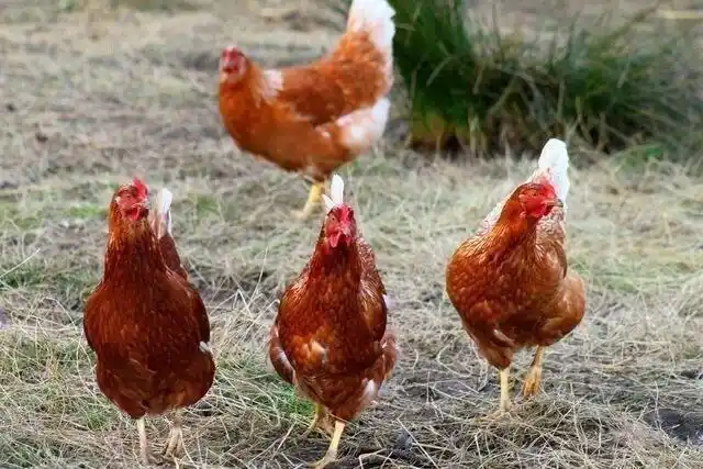 Продам домашних кур несушек