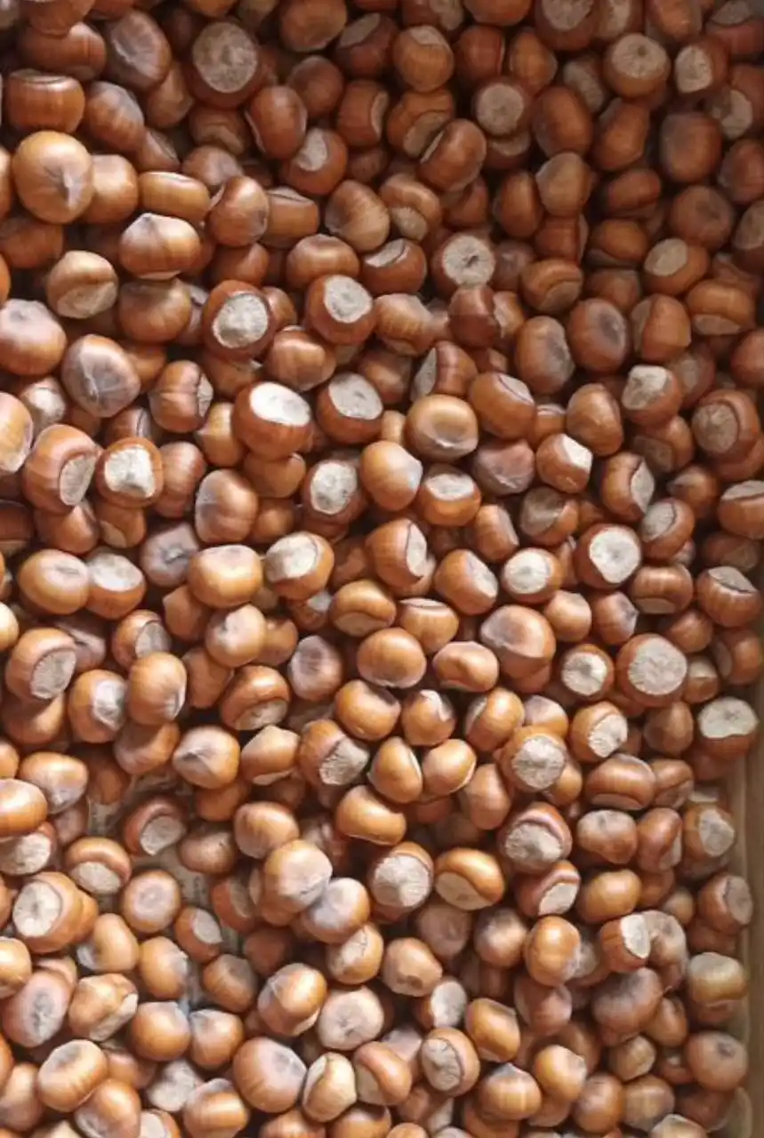 Продам домашний крупный фундук - Для дома и дачи в Симферополь