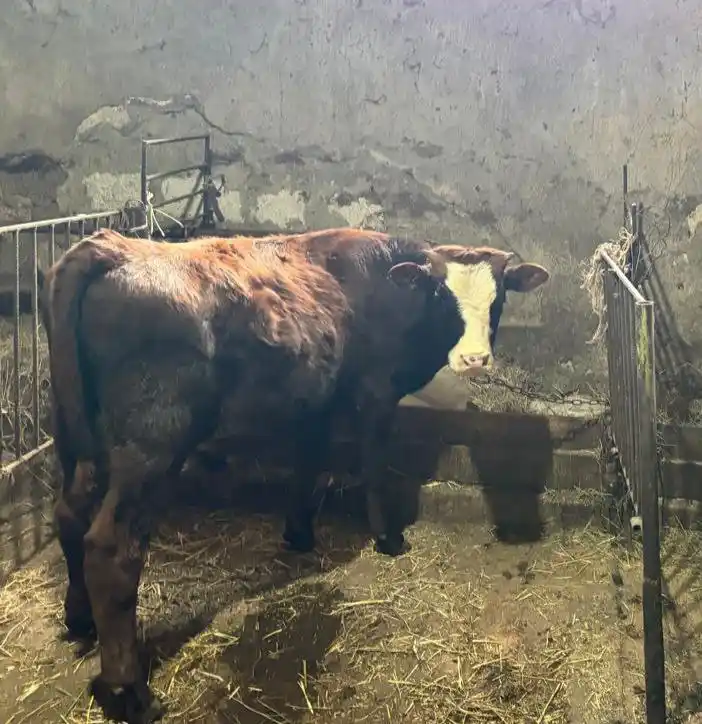 Продажа молодых породистых бычков на докорм - Животные в Симферополь