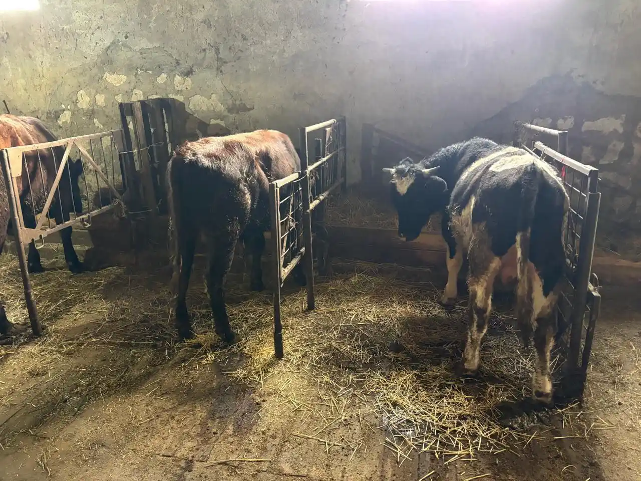 Продажа молодых породистых бычков на докорм