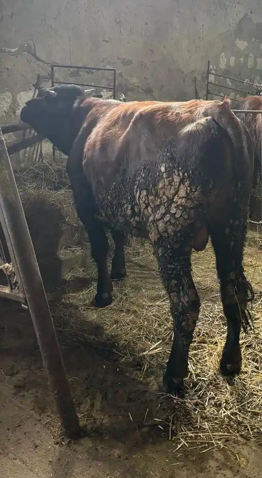 Продажа молодых породистых бычков на докорм