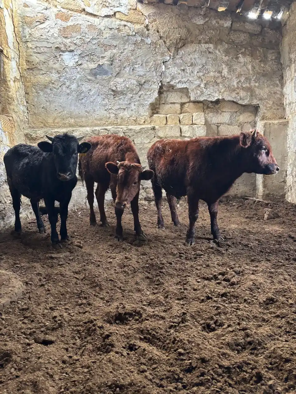 Продажа молодых породистых бычков на докорм