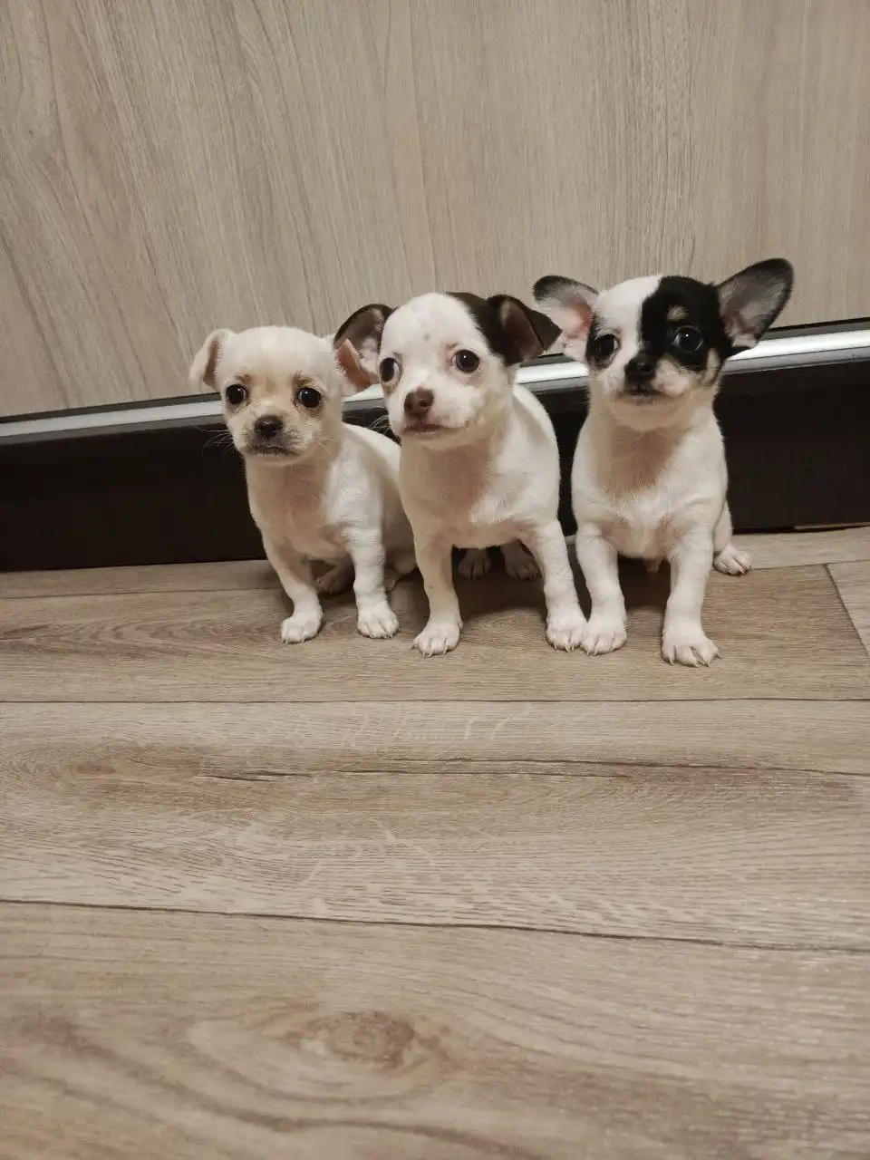 Щенки мини чихуахуа
