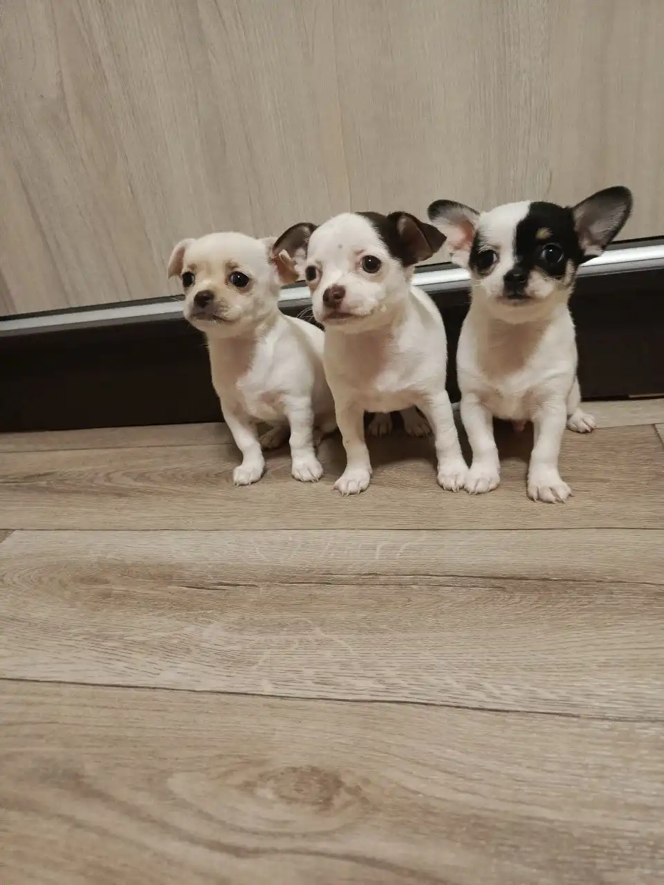 Щенки мини чихуахуа