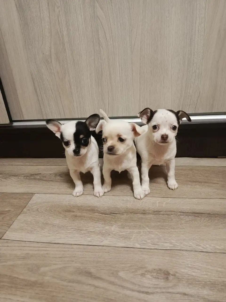 Щенки мини чихуахуа