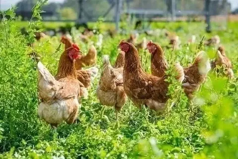 Продажа домашних кур несушек - Животные в Симферополь