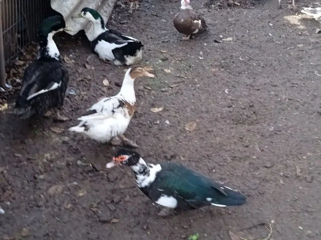 Продам индаутак - Хобби и отдых в Симферополь