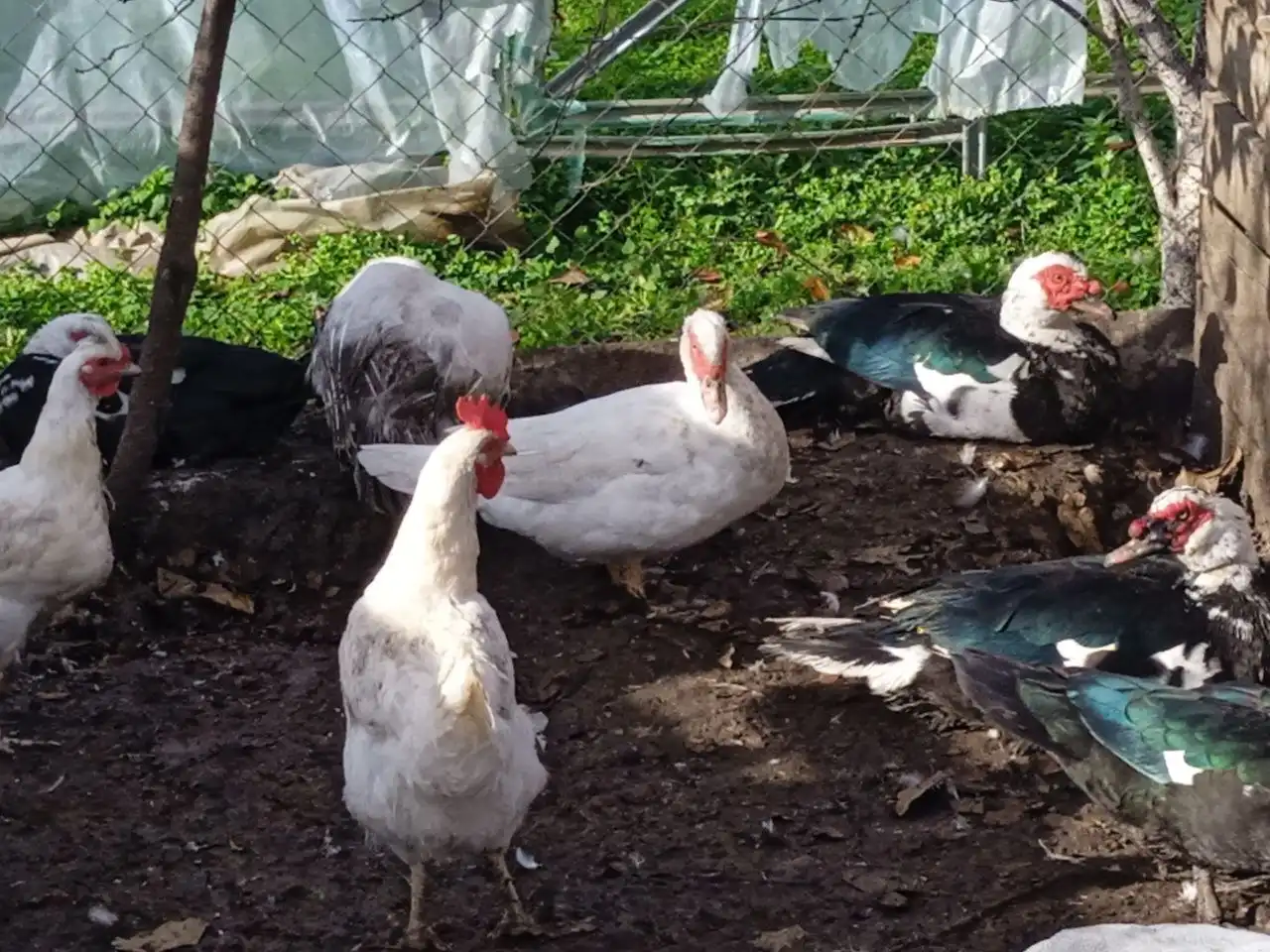 Продам индаутак