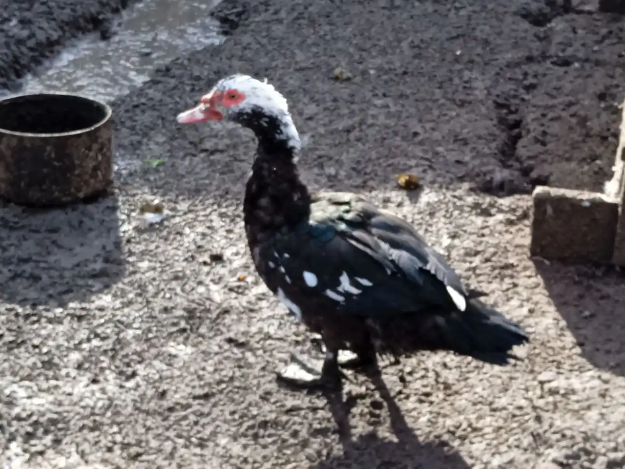 Продам индаутак