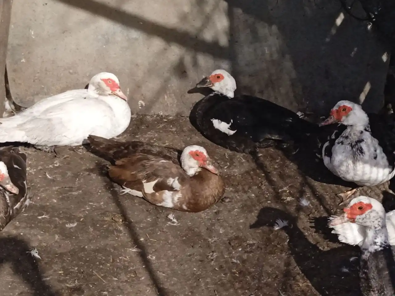 Продам индаутак