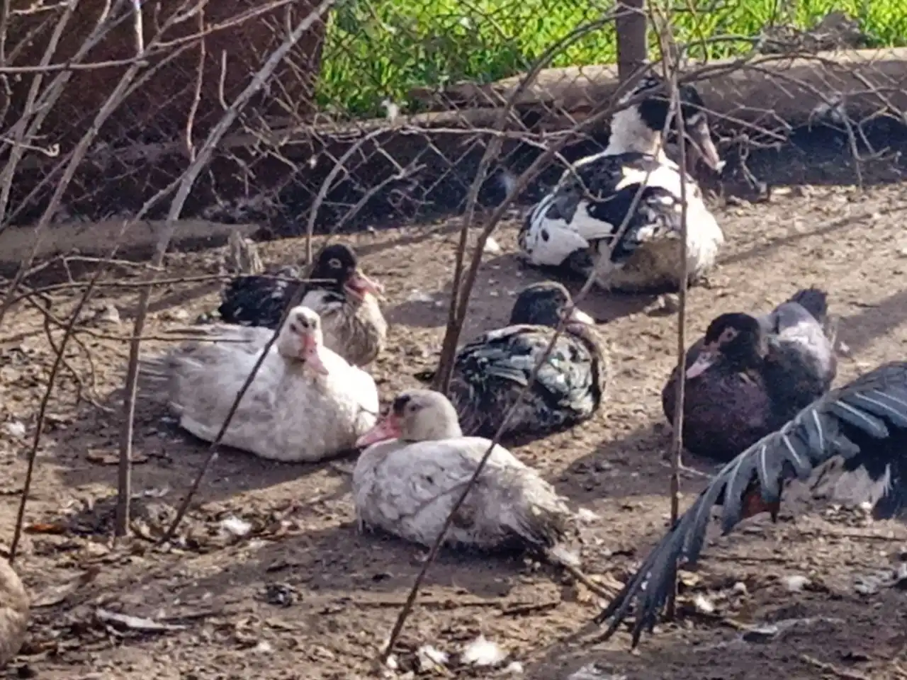 Продам индаутак