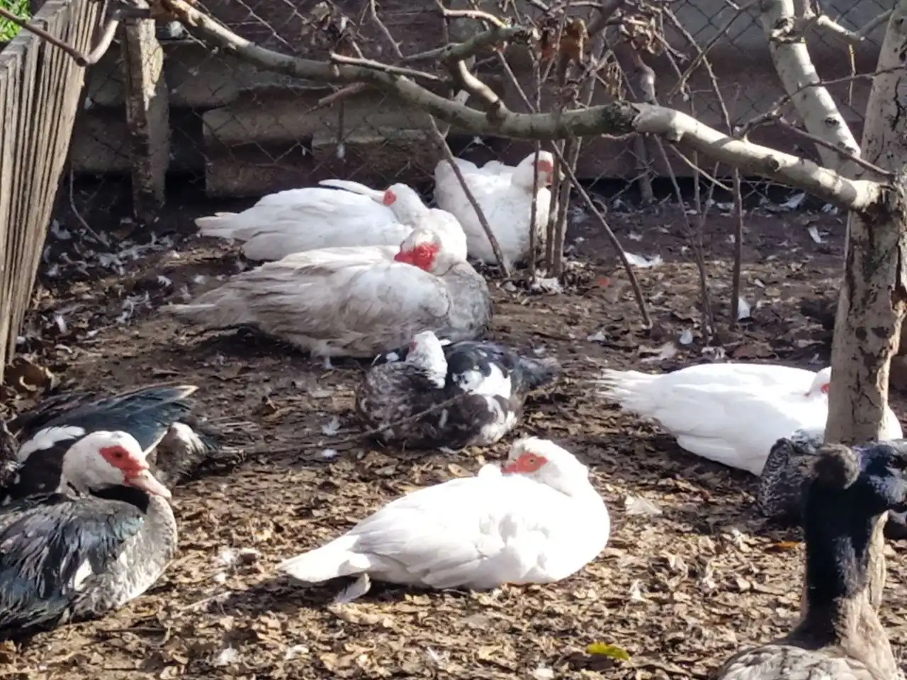 Продам индаутак