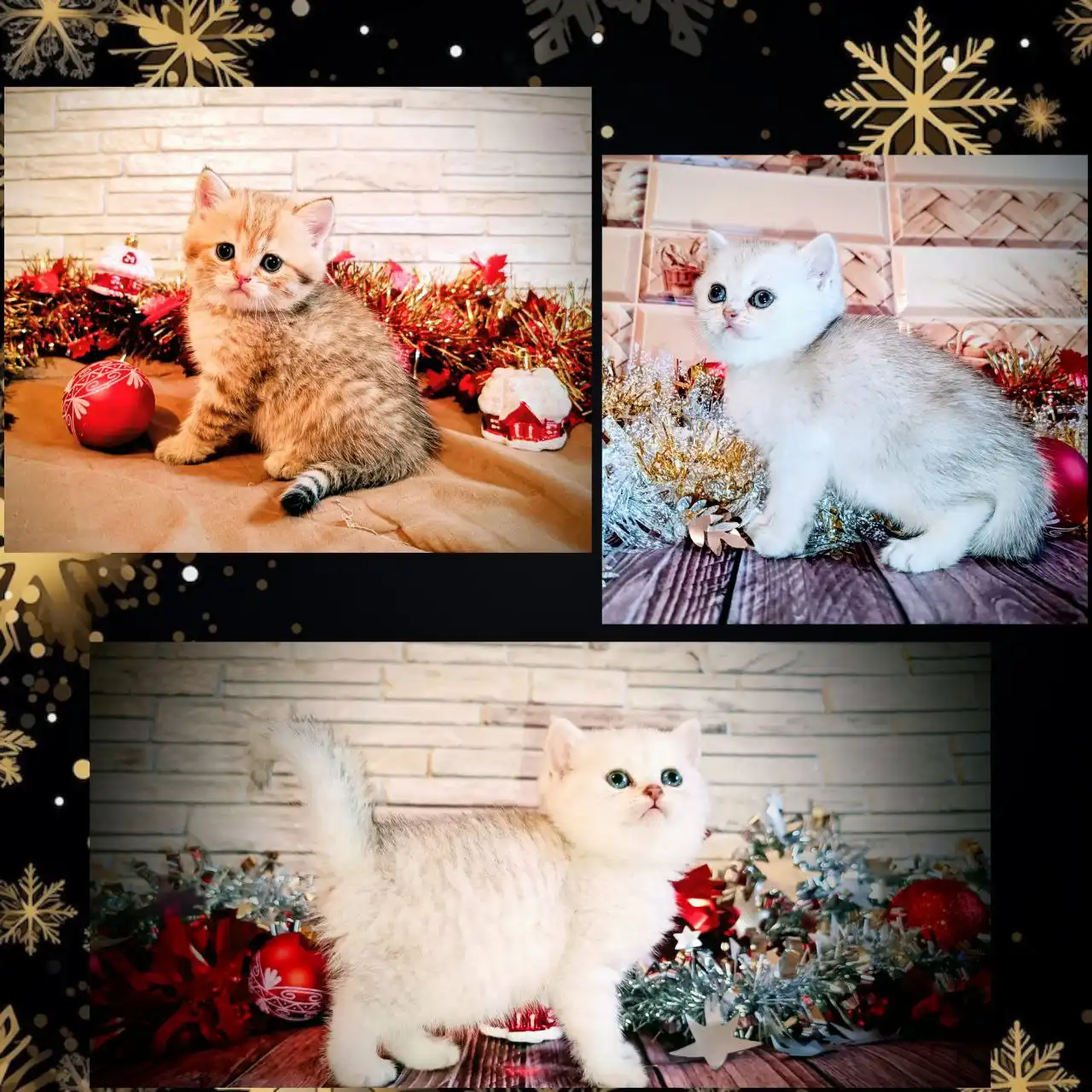 Чистокровные британские котята с документами