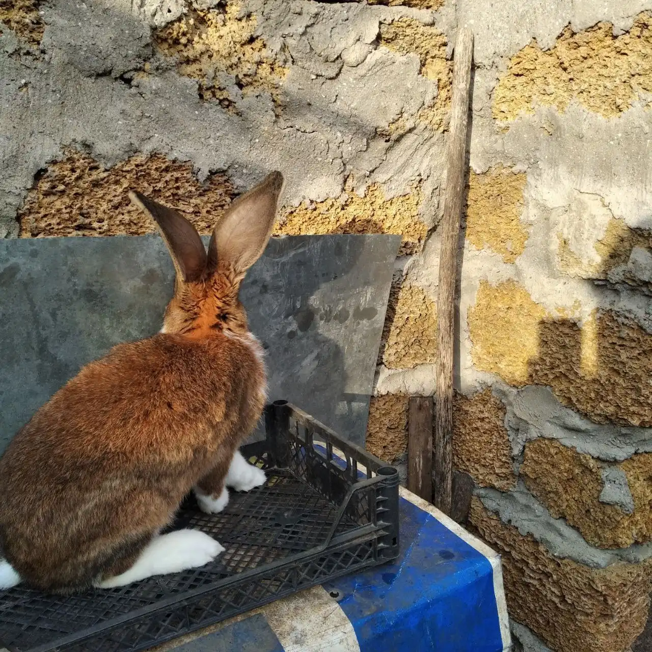Мясо молодых кроликов на Рождество