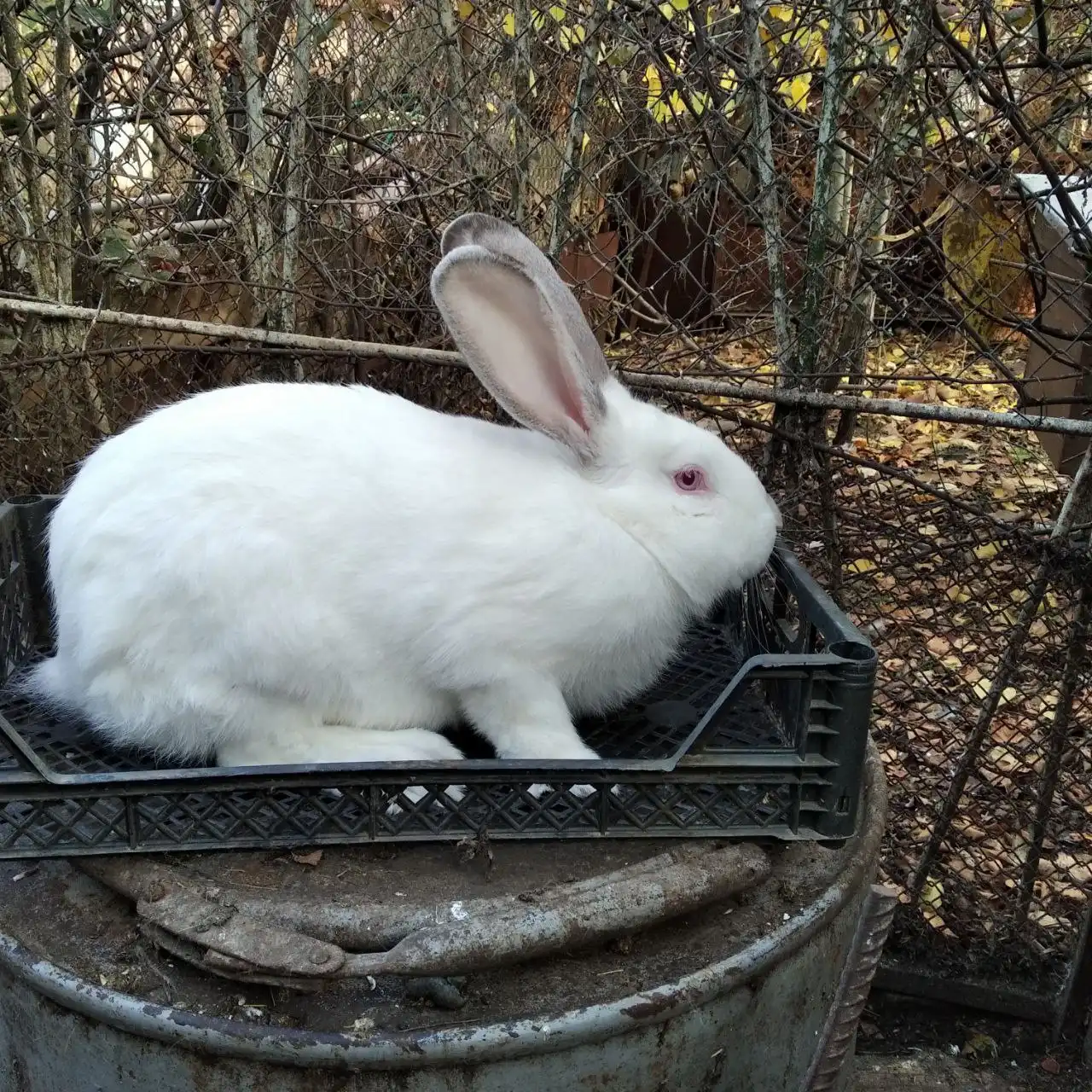 Мясо молодых кроликов на Рождество