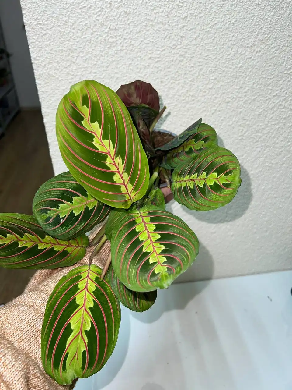 Продам комнатные растения