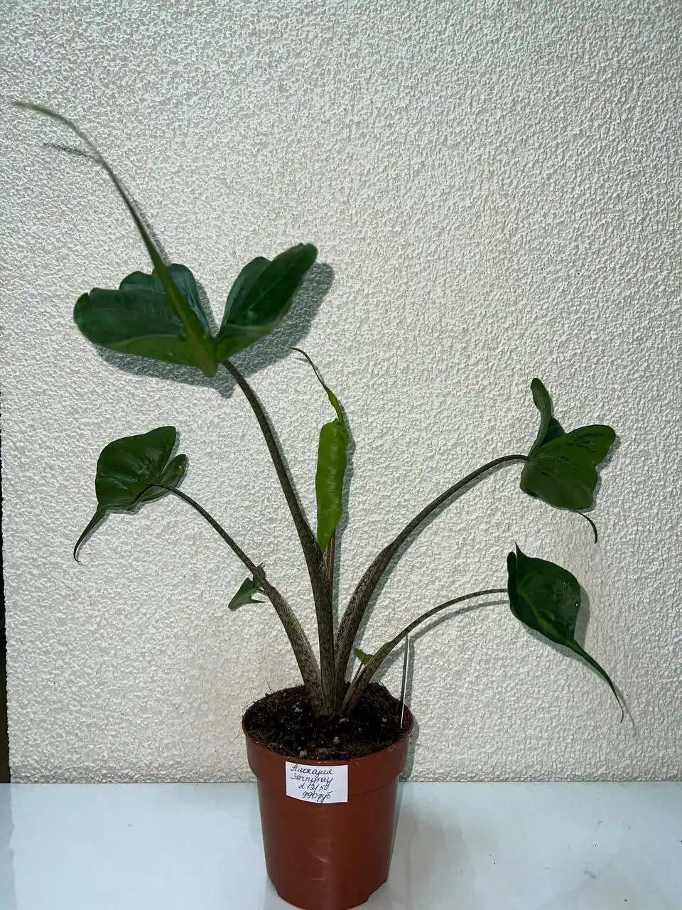 Продам комнатные растения