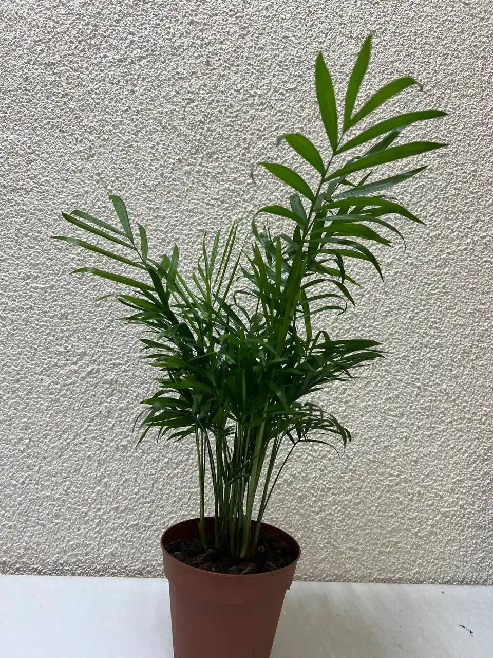 Продам комнатные растения